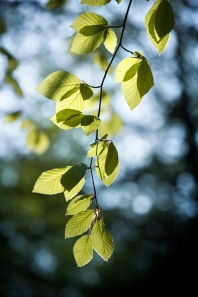 The graceful boughs of a mature Common Beech (Fagus sylvatica) hang laden with new leaves. The beech is among one of the most easily recognisable British broadleaf trees. In summer the foliage matures to a darker glossy-green, while in autumn they become a riot of red tones, young trees often retain their leaves all winter in sheltered areas.