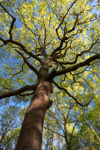 “Oak in spring